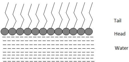 lipids dissolved in aqueous medium form mololayers